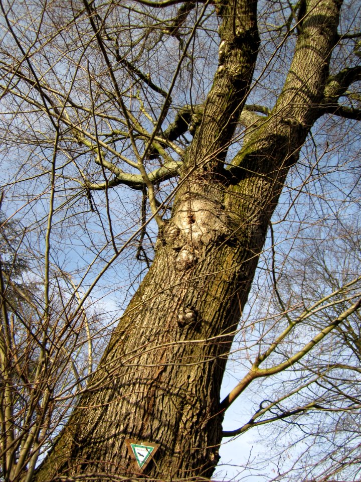 20121224Ulme_Hockenheim3
