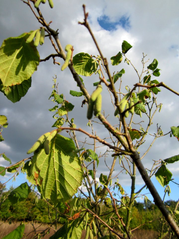 20121007Corylus_avellana2