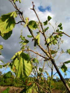 20121007Corylus_avellana2