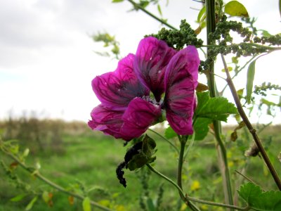 20121007Wilde_Malve_St_Leon2