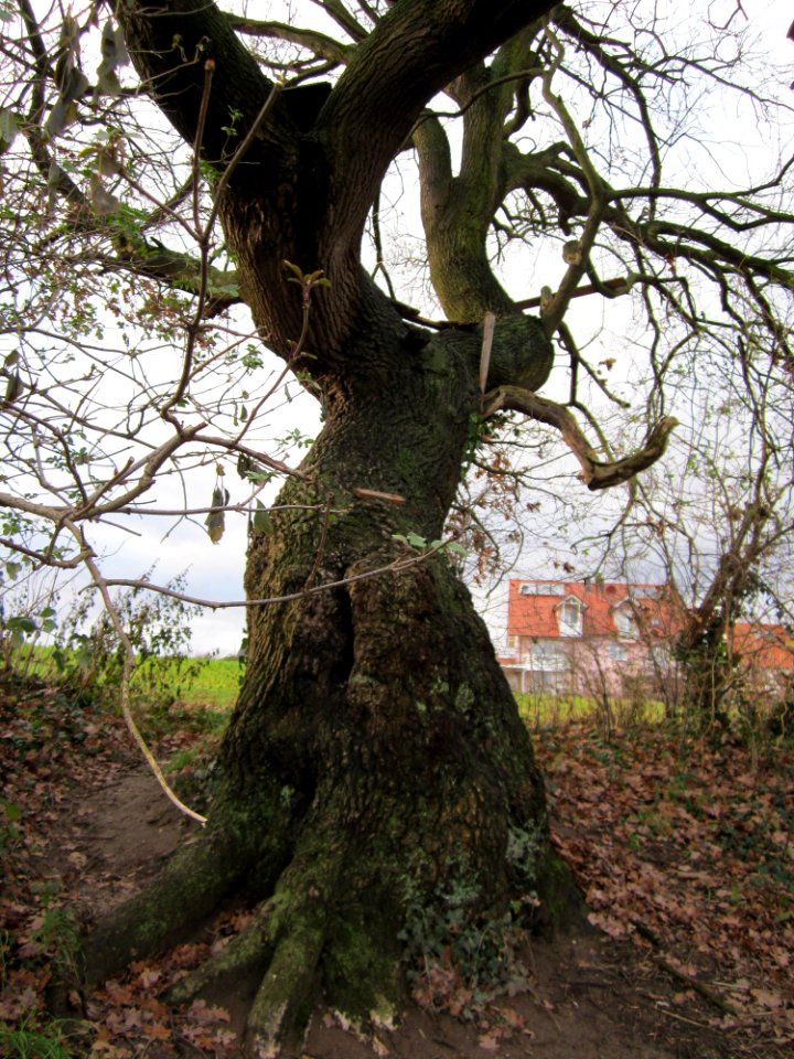 20121215Eiche_Hockenheim2