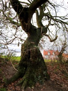 20121215Eiche_Hockenheim2