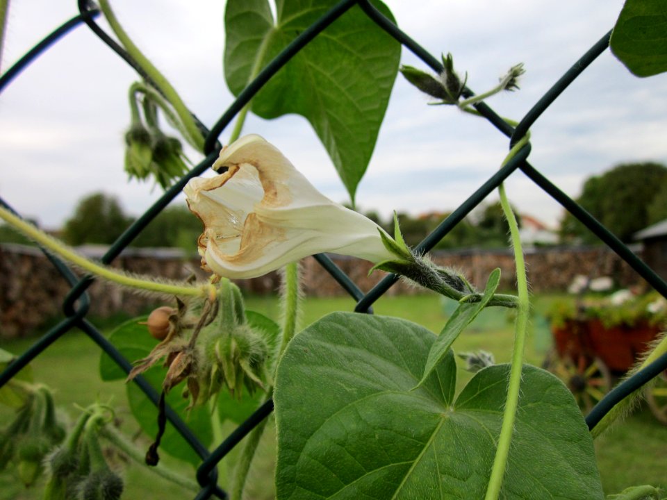 20121008Prunkwinde_Altlussheim11