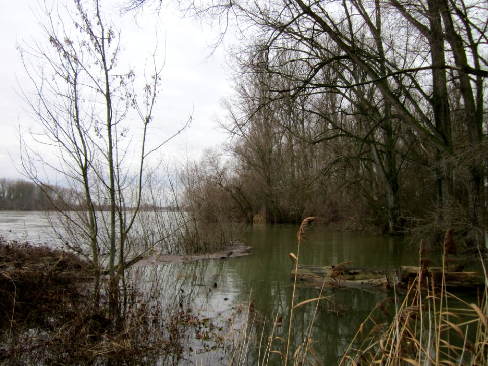 20121222Rheinhochwasser_Altlussheim1