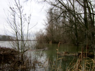 20121222Rheinhochwasser_Altlussheim1