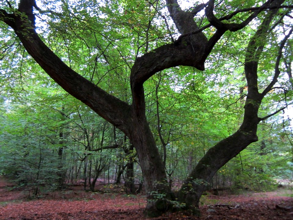 20121006Schwetzinger_Hardt08