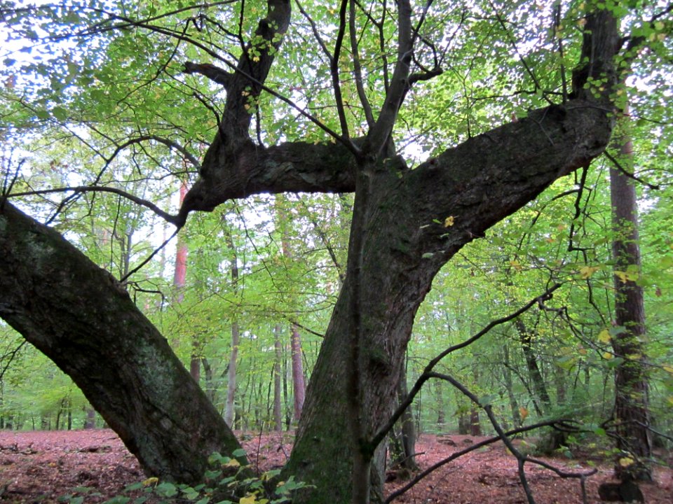 20121006Schwetzinger_Hardt09