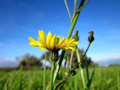 20121005Picris_hieracioides2