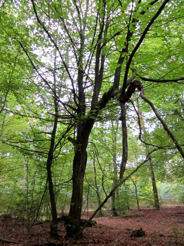 20121006Schwetzinger_Hardt11
