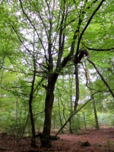 20121006Schwetzinger_Hardt11