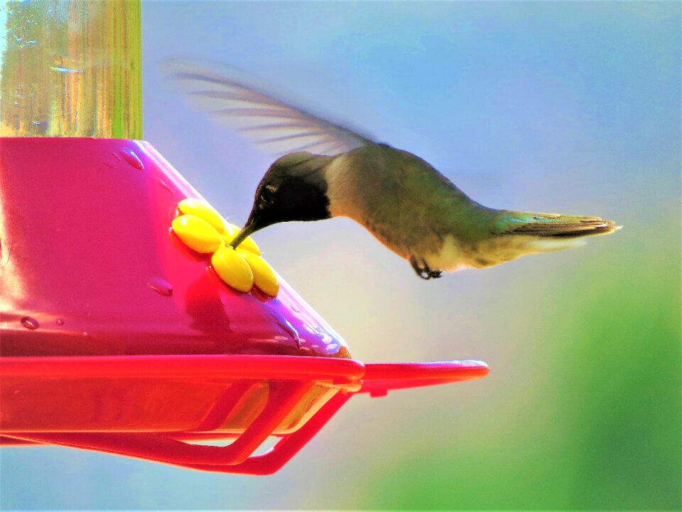 In flight red feeder blue sky