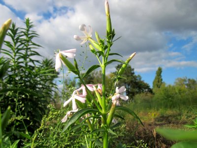 20121007Seifenkraut_Reilingen2