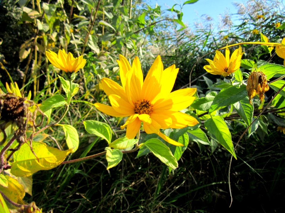 20121005Topinambur_Hockenheim2