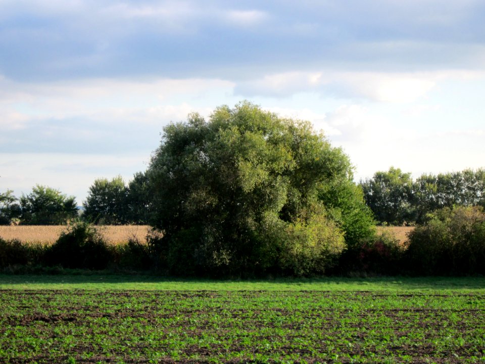 20121007Silberweide_St_Leon