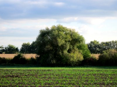 20121007Silberweide_St_Leon
