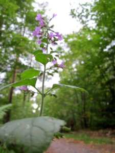 20121006Calamintha_menthifolia2