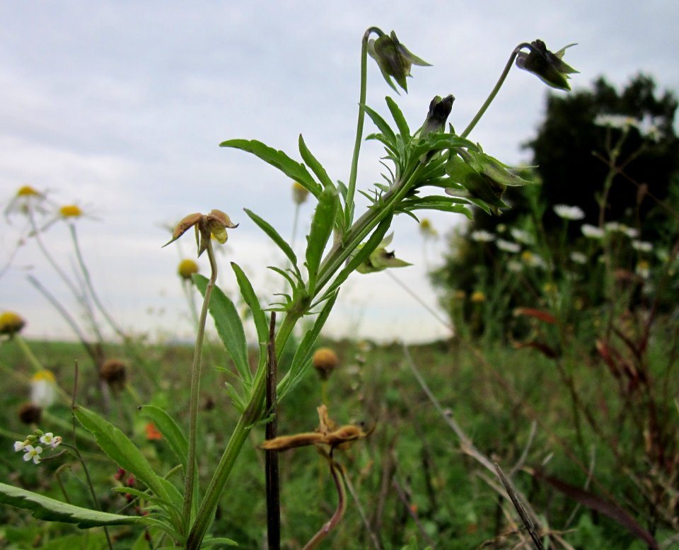 20121008Wiesenpflanze_Altlussheim6