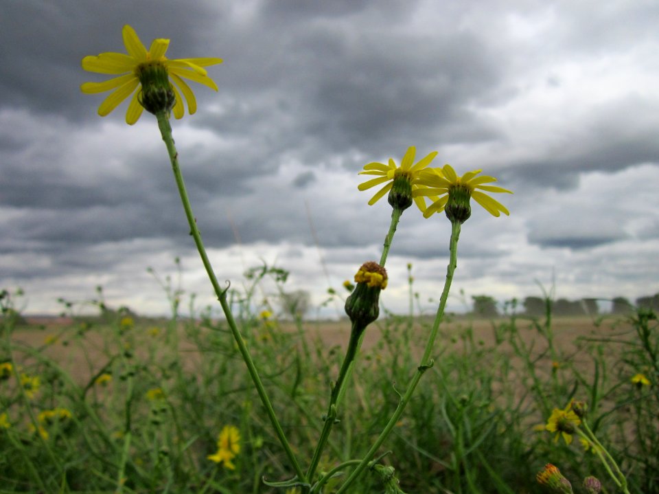20120924Senecio_inaequidens5