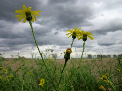 20120924Senecio_inaequidens5
