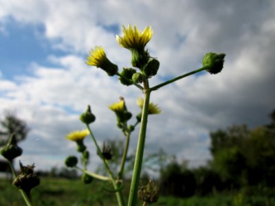 20121007Sonchus_asper3