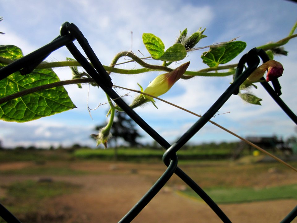 20120924Zaunpflanze_Altlussheim3