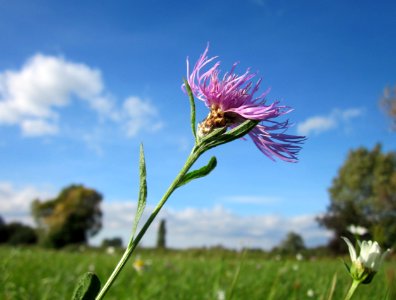 20121005Wiesen-Flockenblume_Hockenheim photo