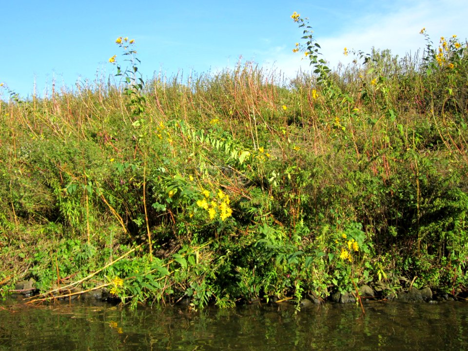 20120930Helianthus_tuberosus11