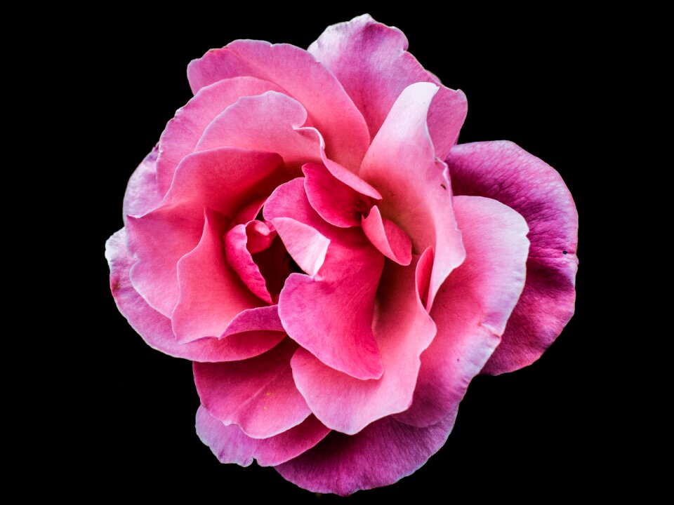 Romance plant blossom