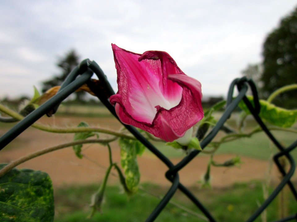 20121008Prunkwinde_Altlussheim04