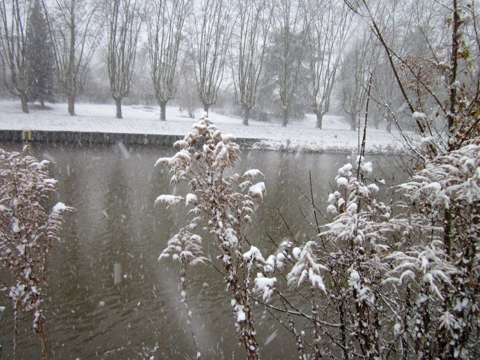 20121207Solidago_gigantea