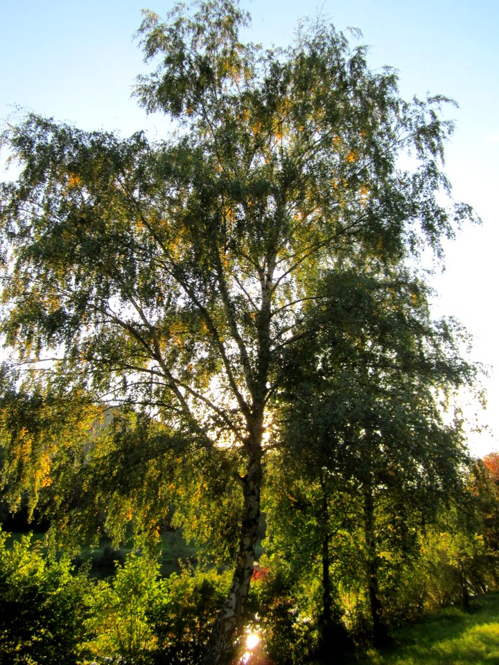 20121001Birke_Saar