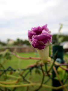 20121008Prunkwinde_Altlussheim09