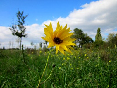 20121007Topinambur_Reilingen1