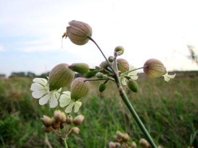 20120923Silene_vulgaris