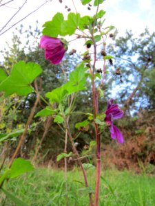 20121007Wilde_Malve_St_Leon1