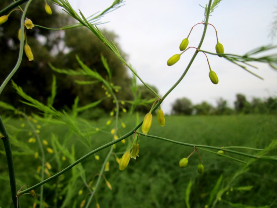 20120923Spargel_Hockenheimer_Rheinbogen3