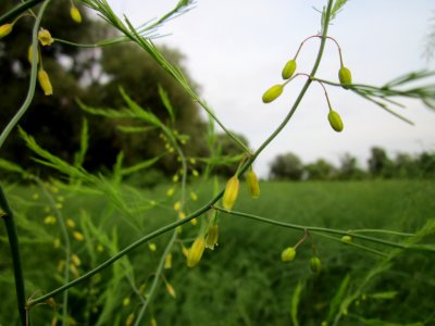 20120923Spargel_Hockenheimer_Rheinbogen3