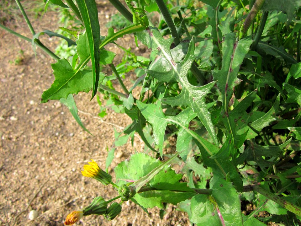20121007Sonchus_asper7