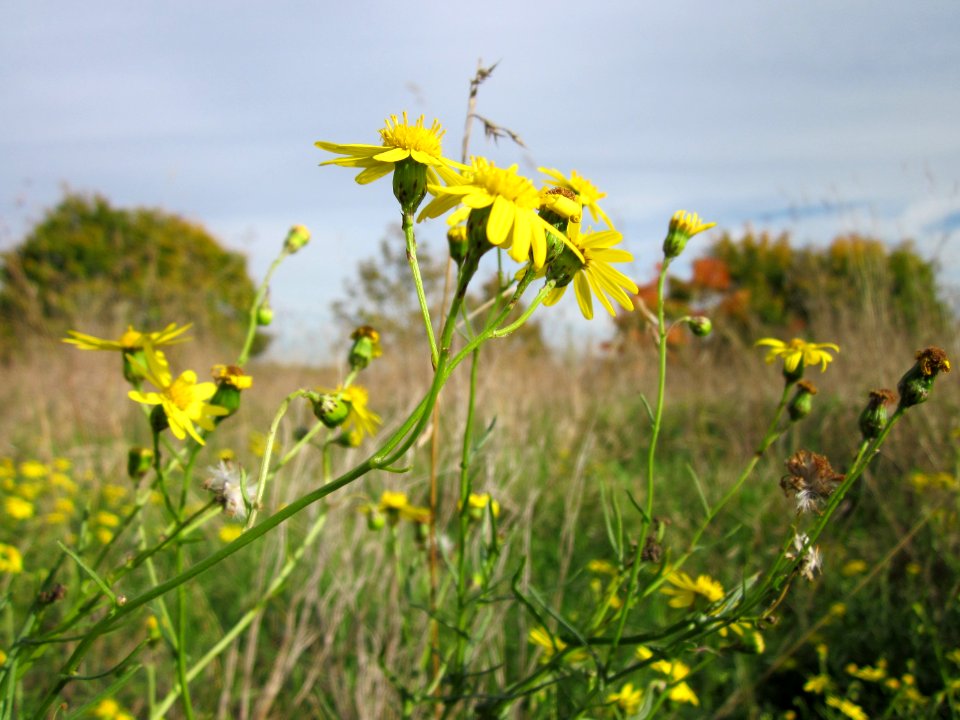 20121018Greiskraut_Reilingen1