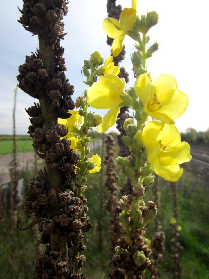 20121018Koenigskerze_Reilingen1