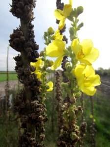 20121018Koenigskerze_Reilingen1
