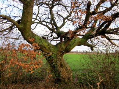 20121215Eiche_Hockenheim1