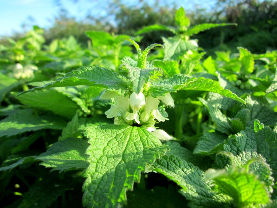 20121005Lamium_album4