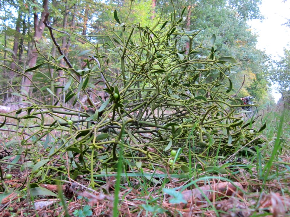20121006Mistel_Schwetzinger_Hardt2