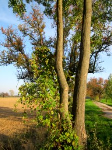 20121021Alte_Landstrasse34