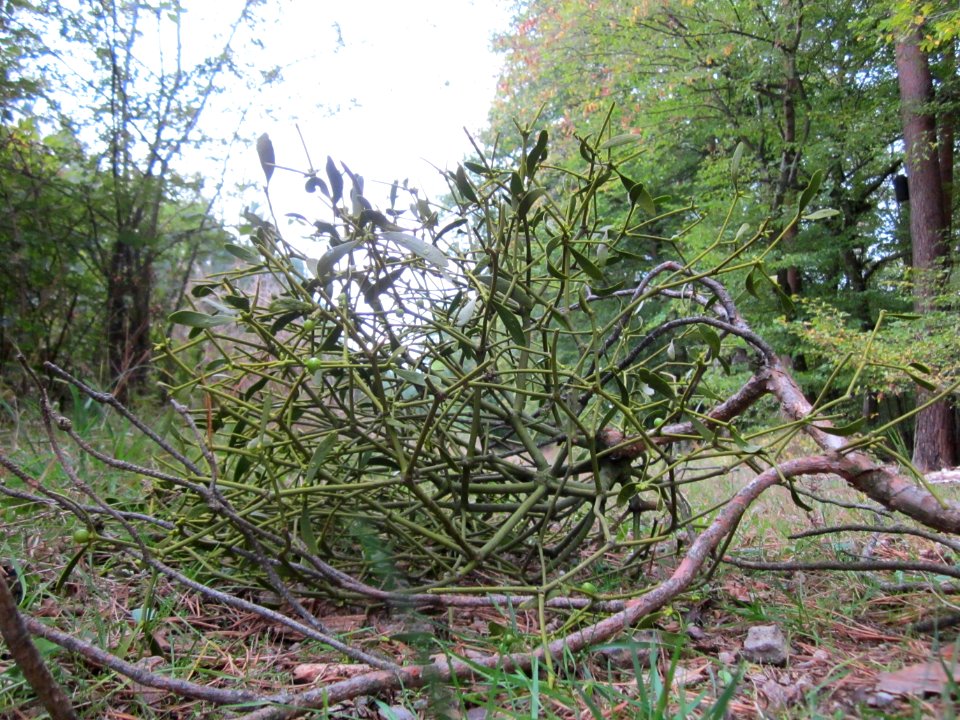 20121006Mistel_Schwetzinger_Hardt1