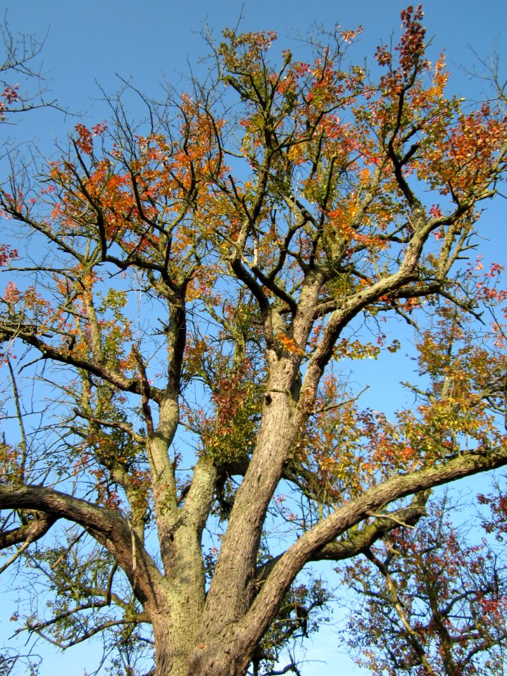 20121021Alte_Landstrasse26