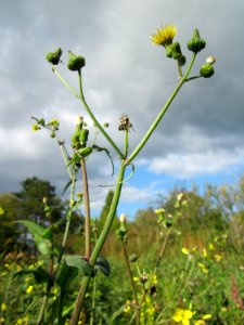 20121007Sonchus_asper1