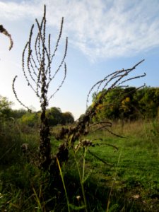 20121019Koenigskerze_Hartbach