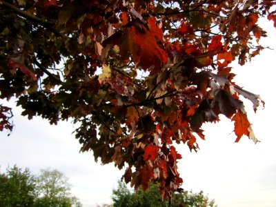 20121018Ahorn_Altlussheim3